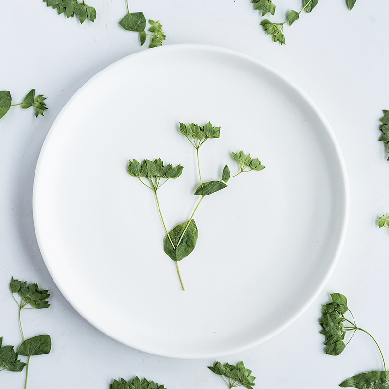60 piezas de hierba con forma  - Plant Parent Sticker reseña y precio