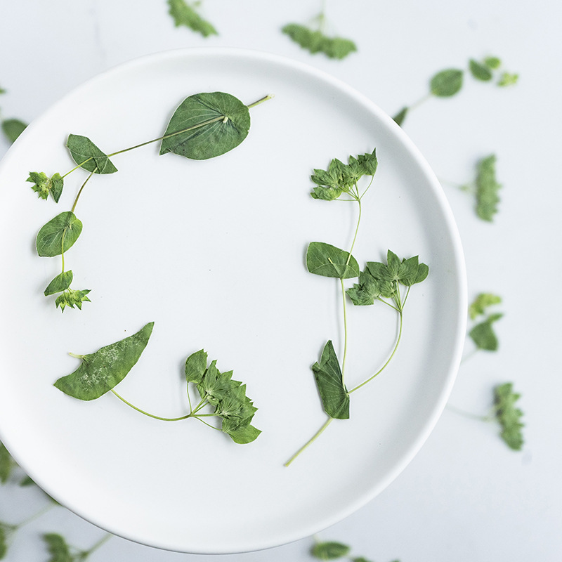 60 piezas de hierba con forma  - Plant Parent Sticker reseña y precio